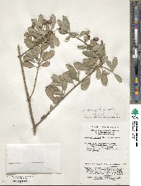 Euonymus fortunei image