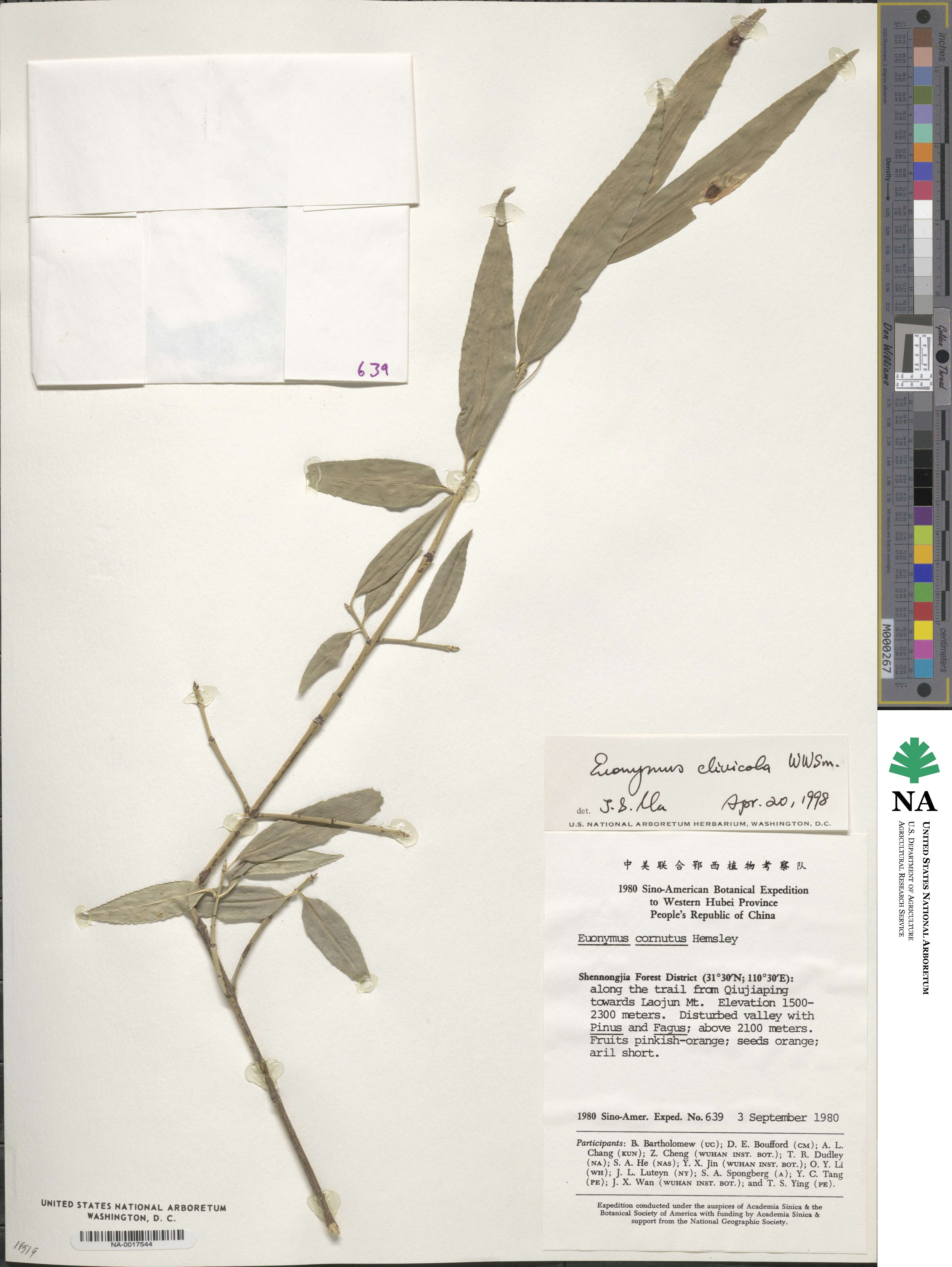 Euonymus clivicola image