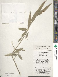 Image of Euonymus clivicola