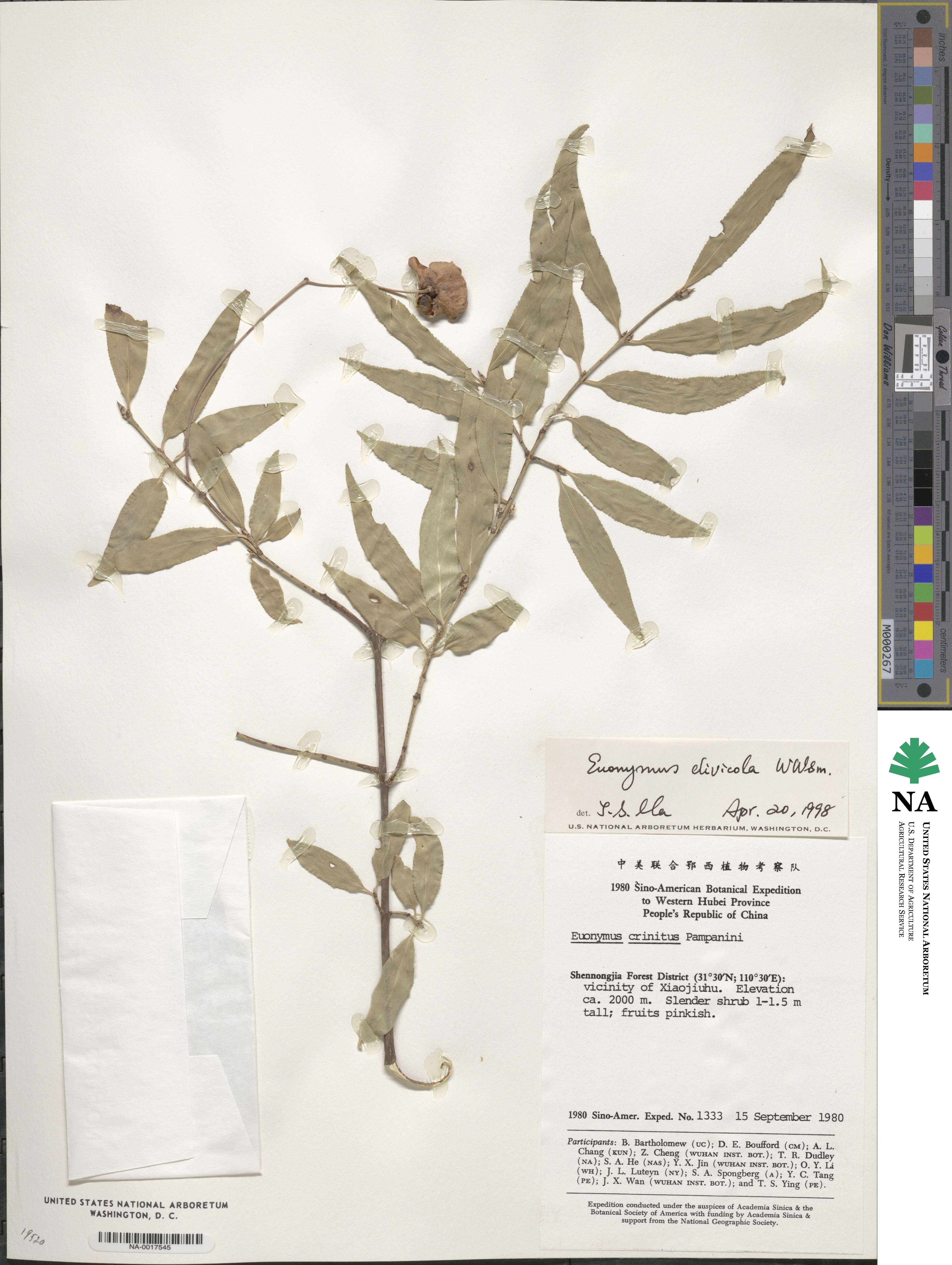 Euonymus clivicola image