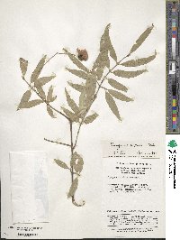 Euonymus clivicola image