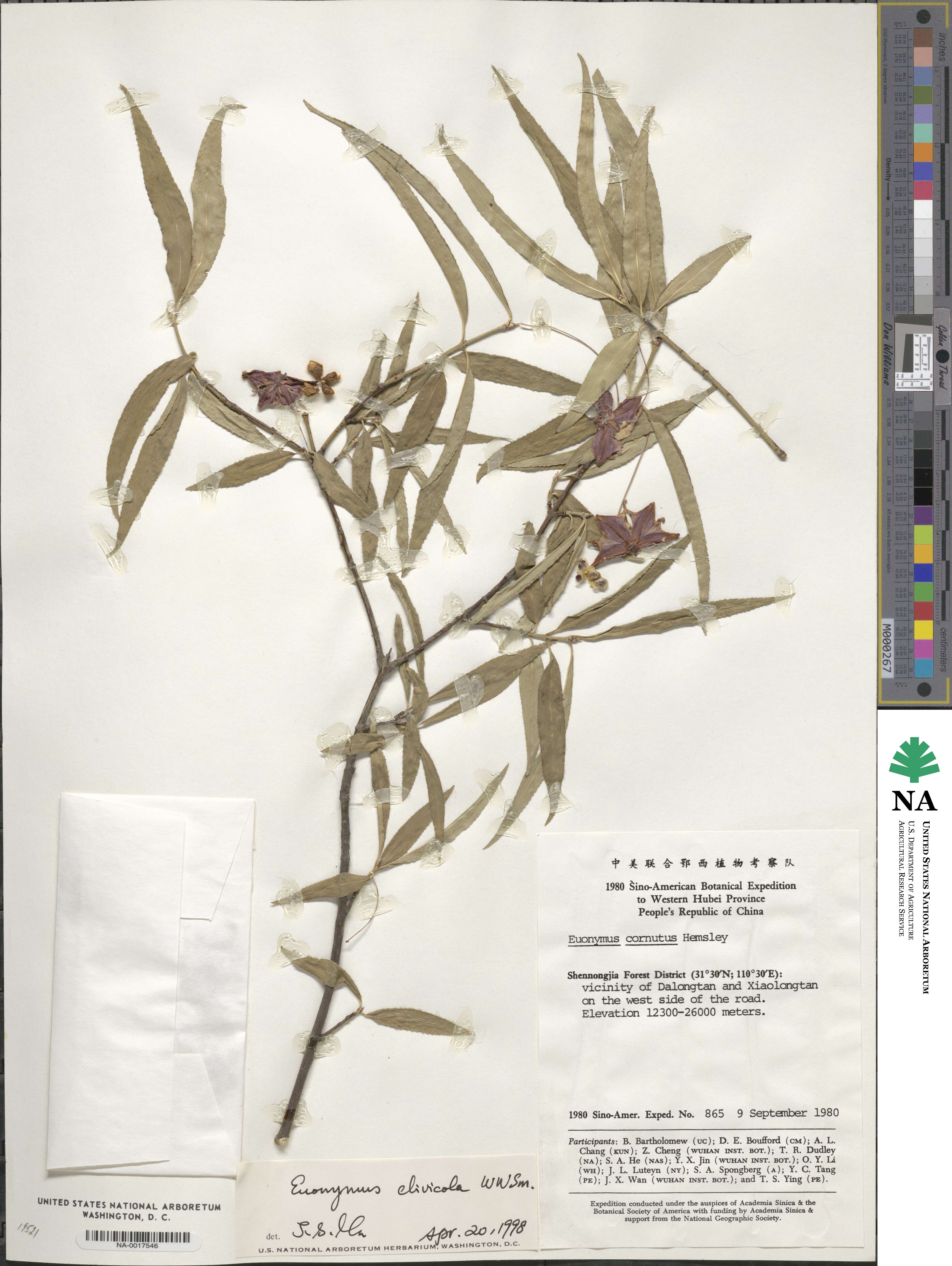 Euonymus clivicola image