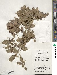 Euonymus alatus image