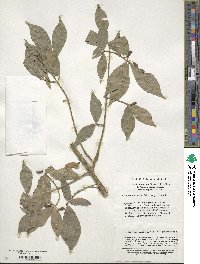 Euonymus alatus image