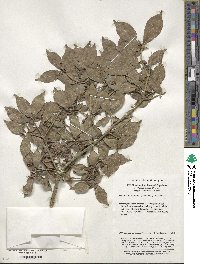 Euonymus alatus image