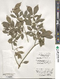 Euonymus alatus image