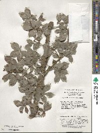 Euonymus alatus image