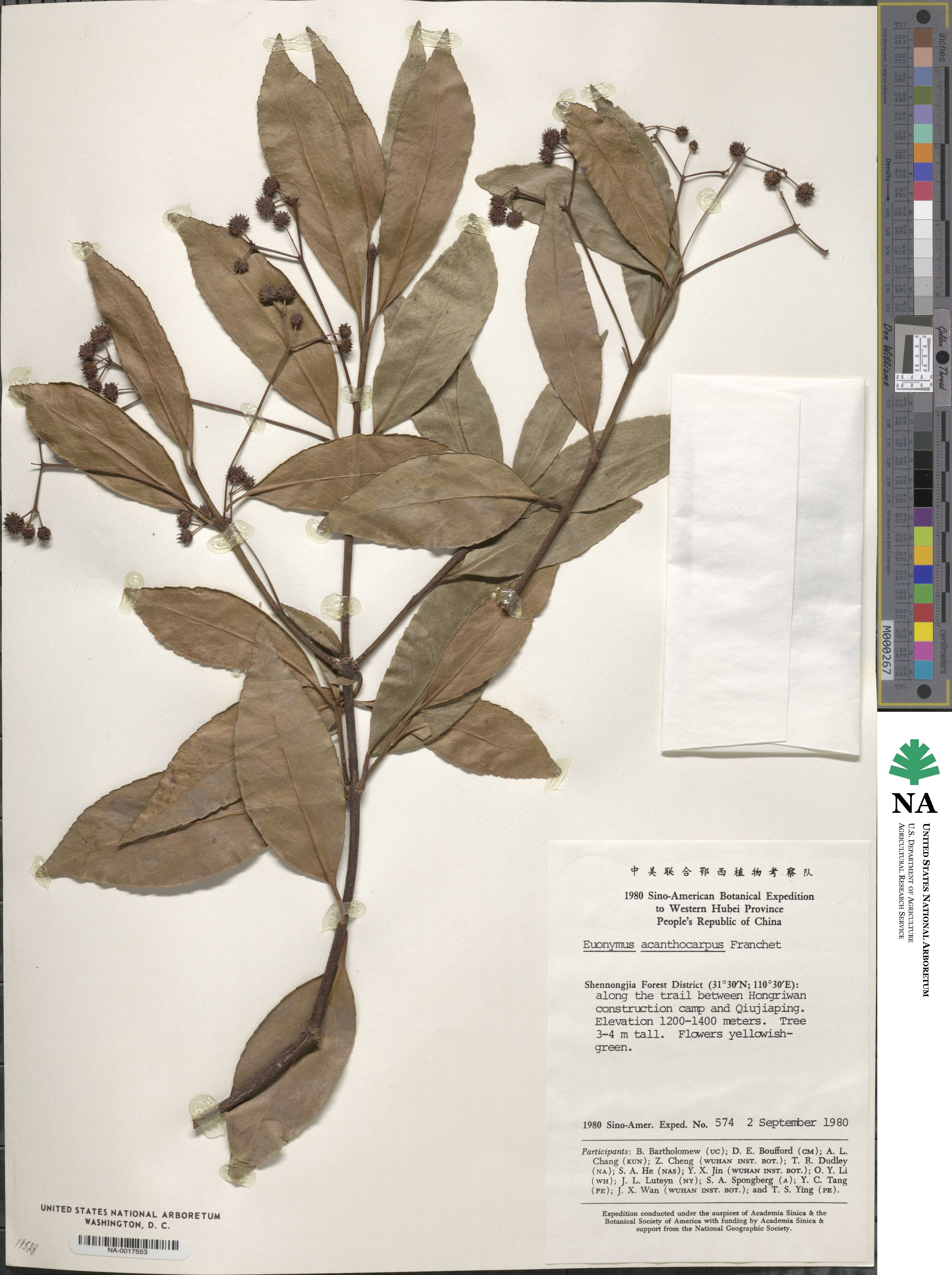 Euonymus acanthocarpus image