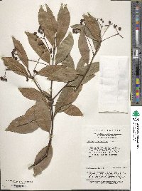 Euonymus acanthocarpus image