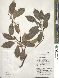 Litsea ichangensis image