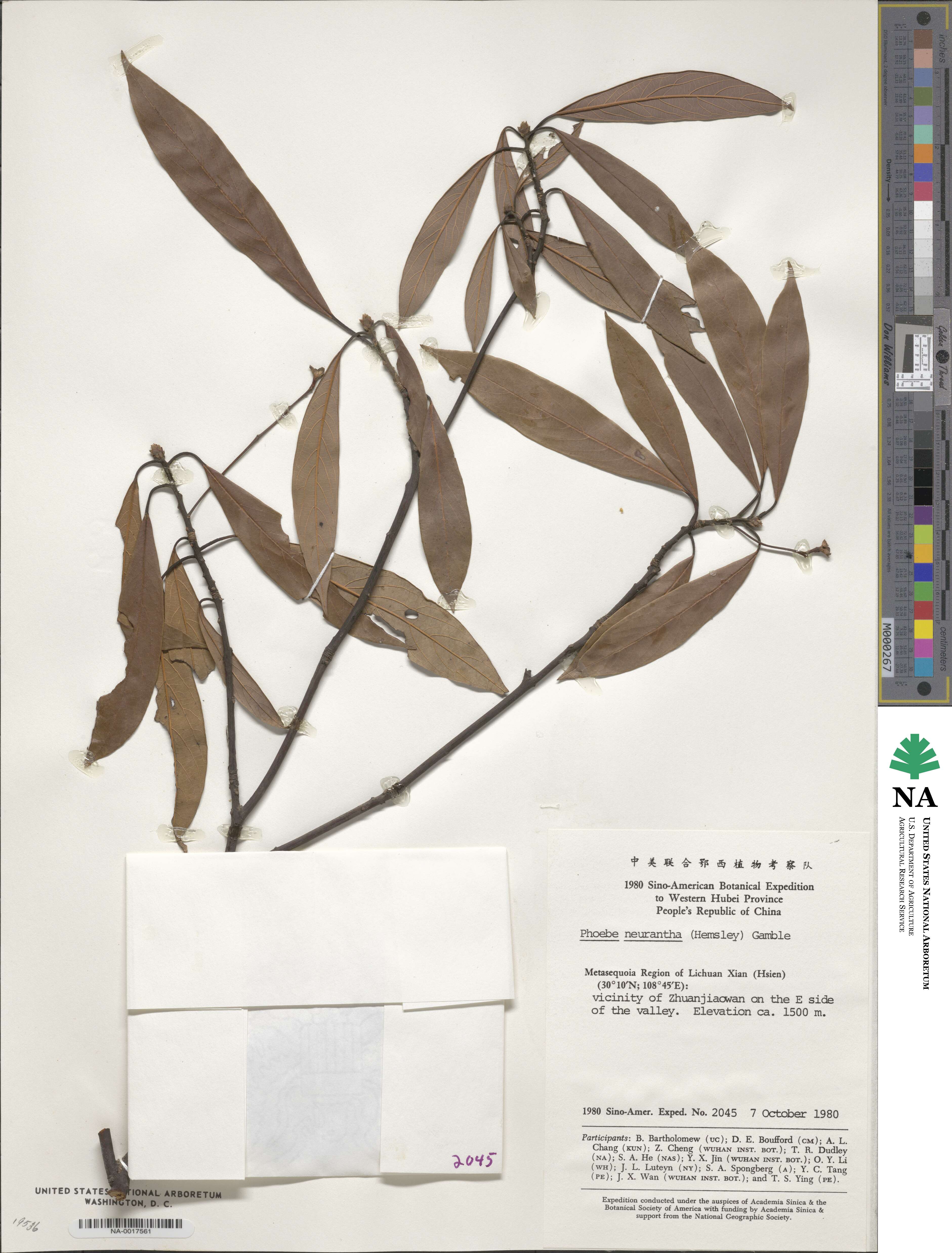 Phoebe neurantha image