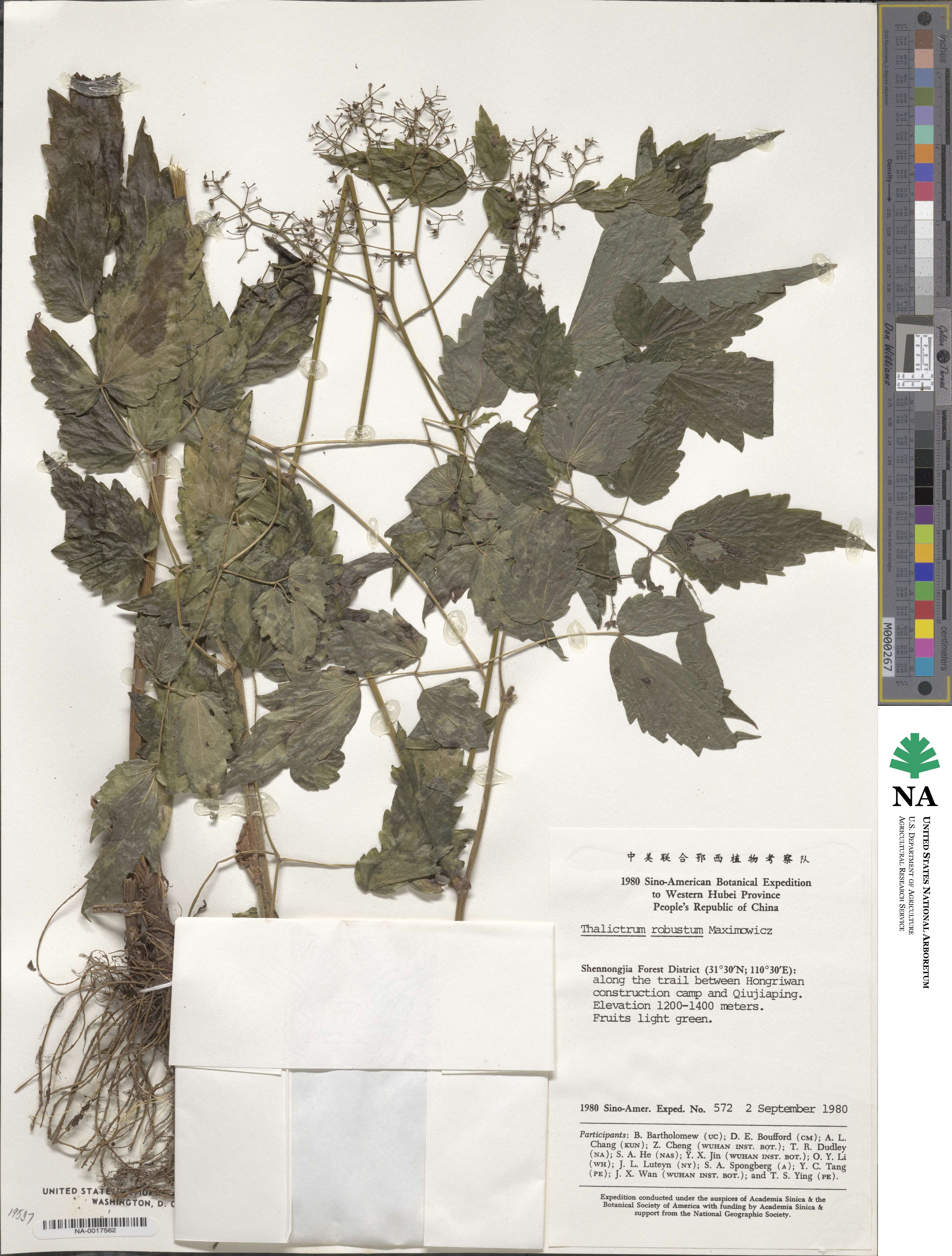 Thalictrum robustum image