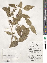 Rubus simplex image