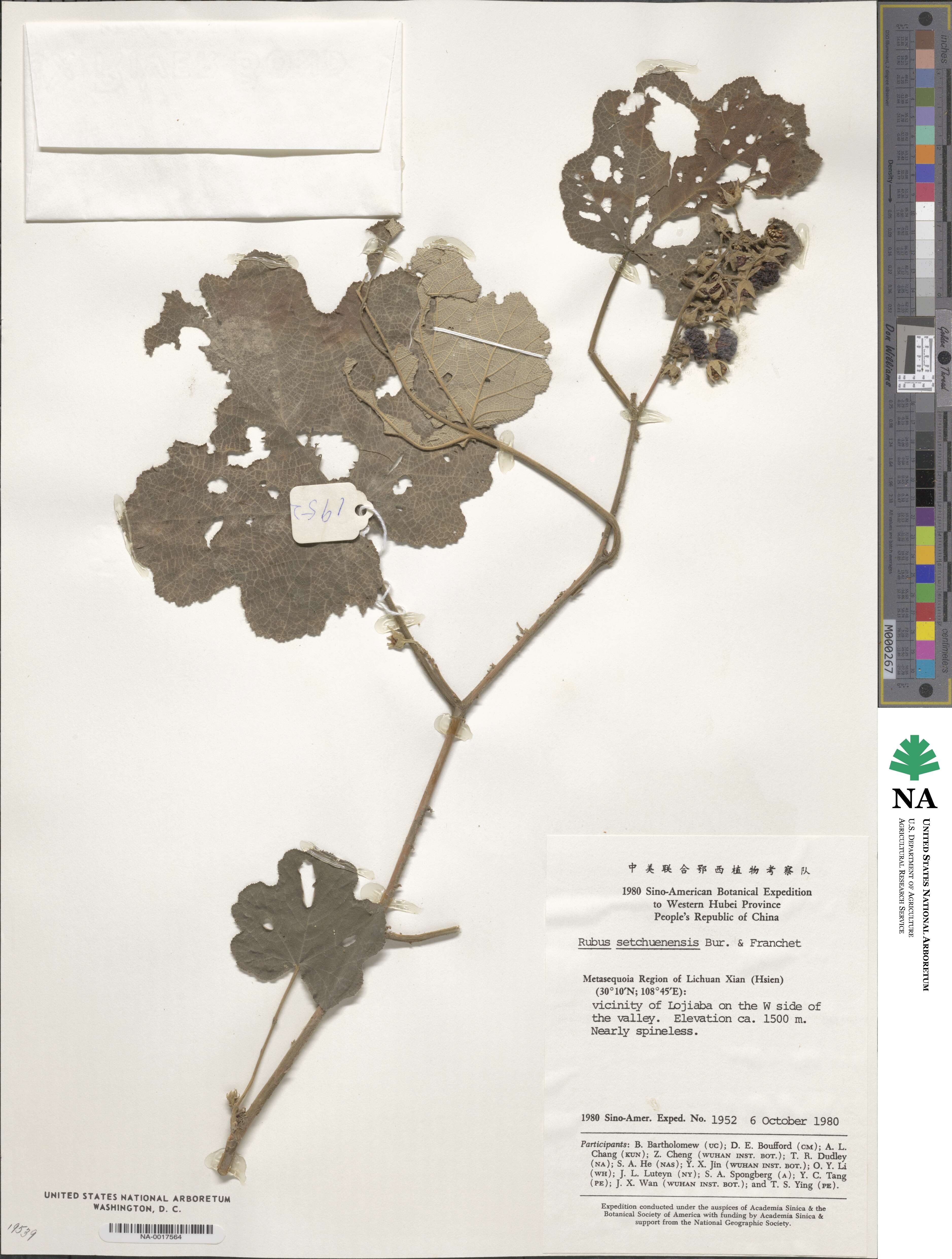 Rubus setchuenensis image