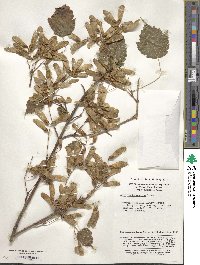 Acer stachyophyllum image