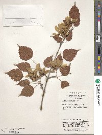 Acer stachyophyllum image