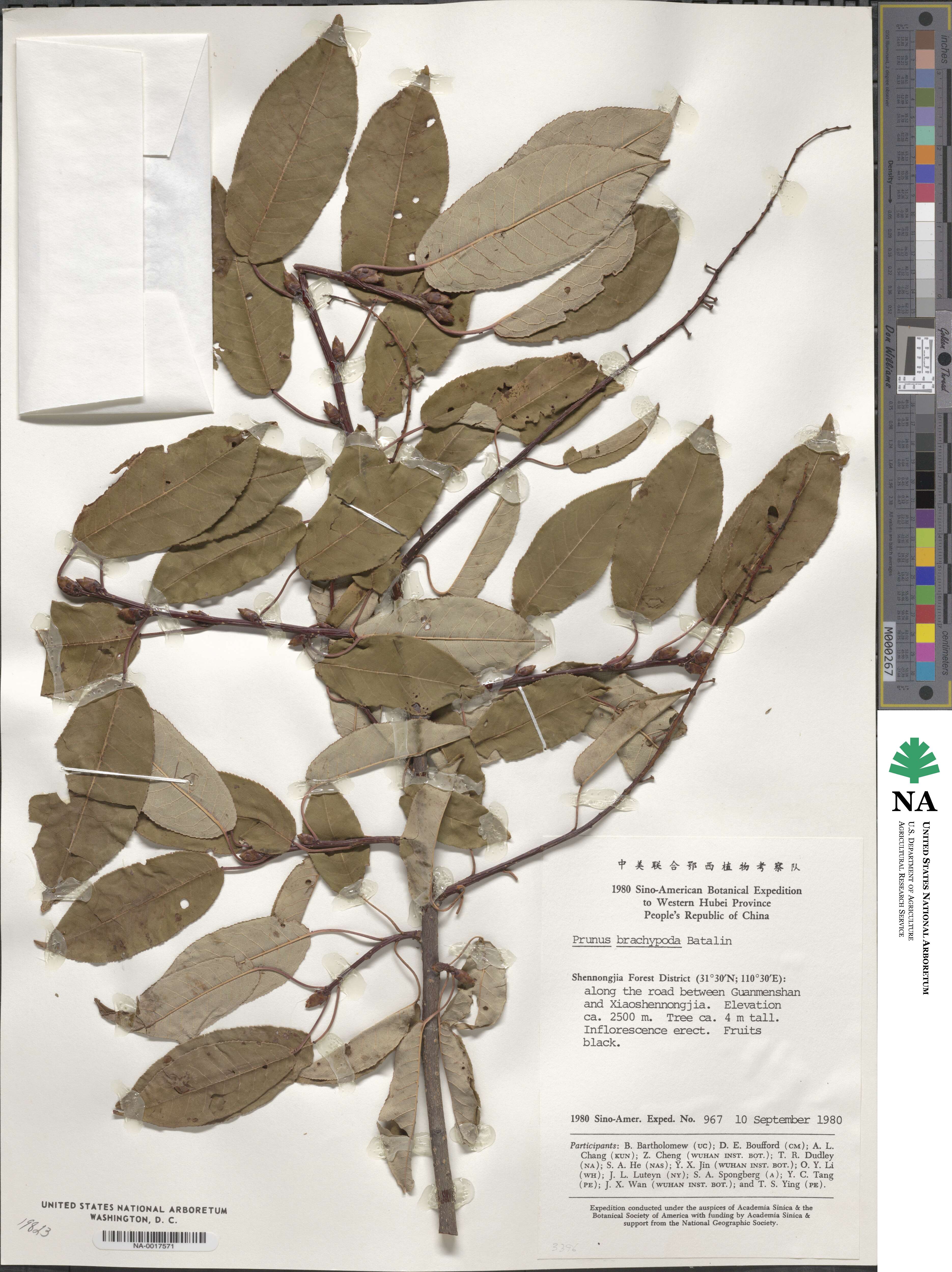 Prunus brachypoda image