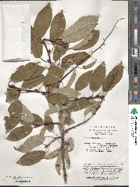 Image of Prunus brachypoda