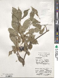 Prunus salicina image