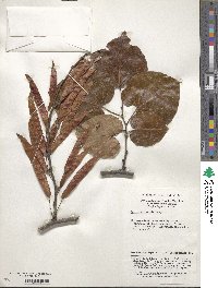 Cercis chinensis image