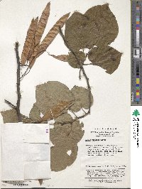 Cercis racemosa image