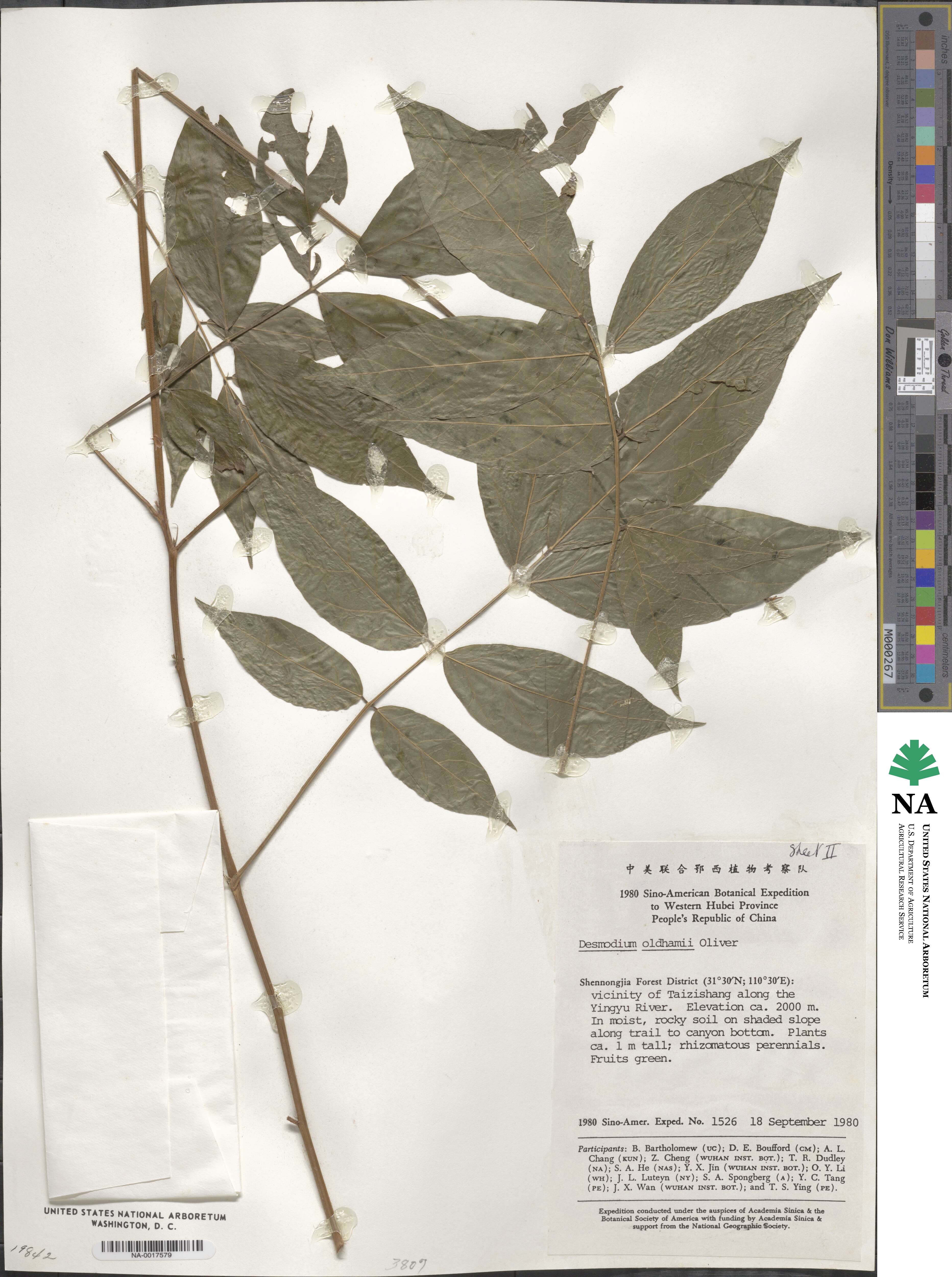 Hylodesmum oldhamii image
