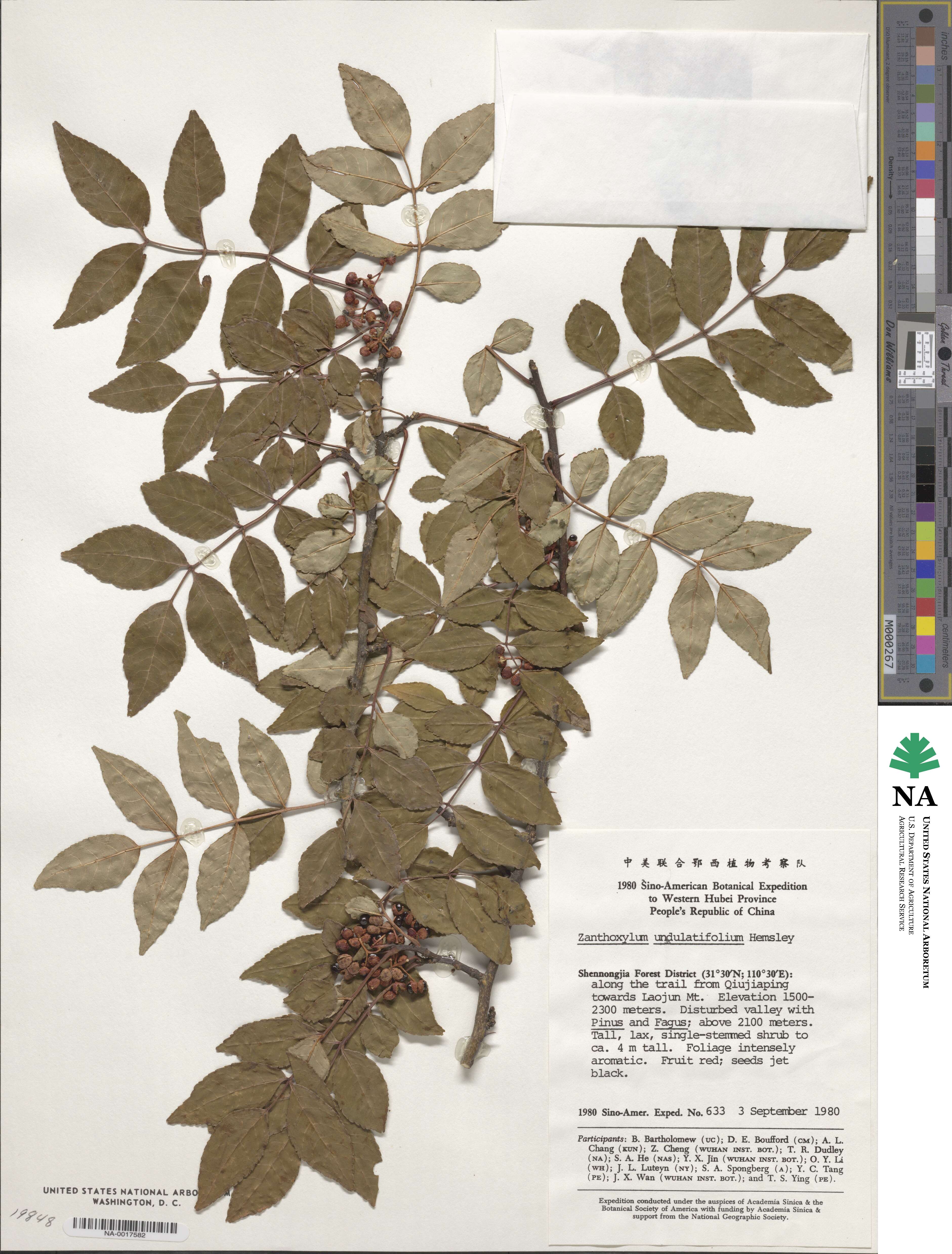 Zanthoxylum undulatifolium image