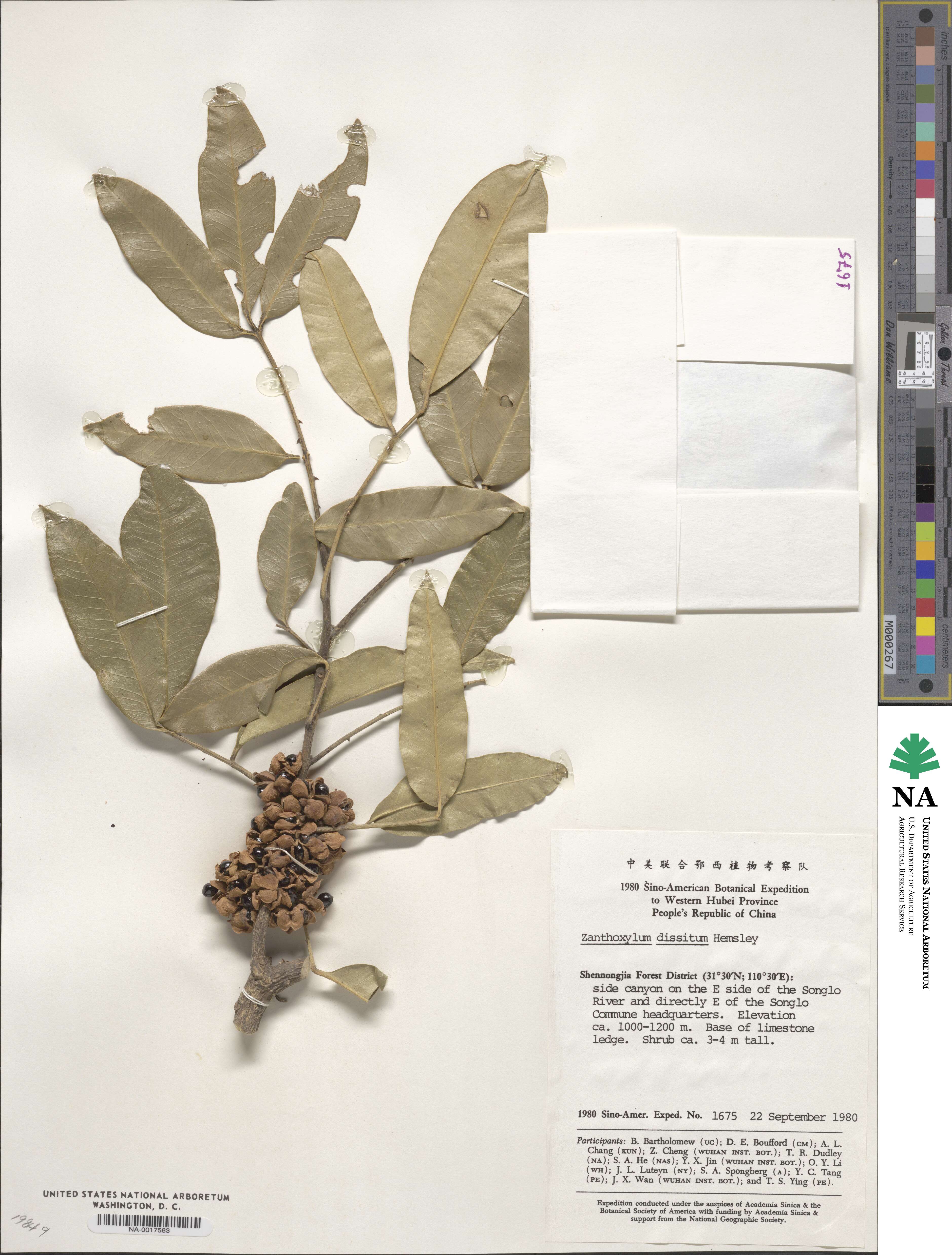 Zanthoxylum dissitum image