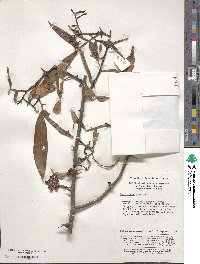 Zanthoxylum armatum image