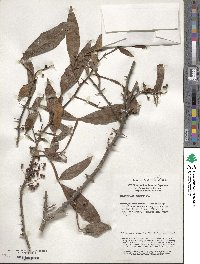 Zanthoxylum armatum image