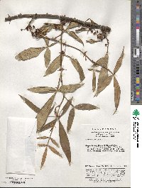 Zanthoxylum armatum image