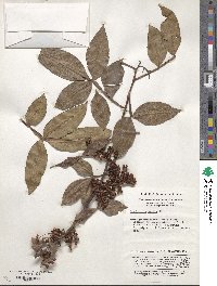 Zanthoxylum armatum image