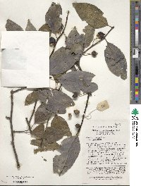 Ilex macrocarpa image