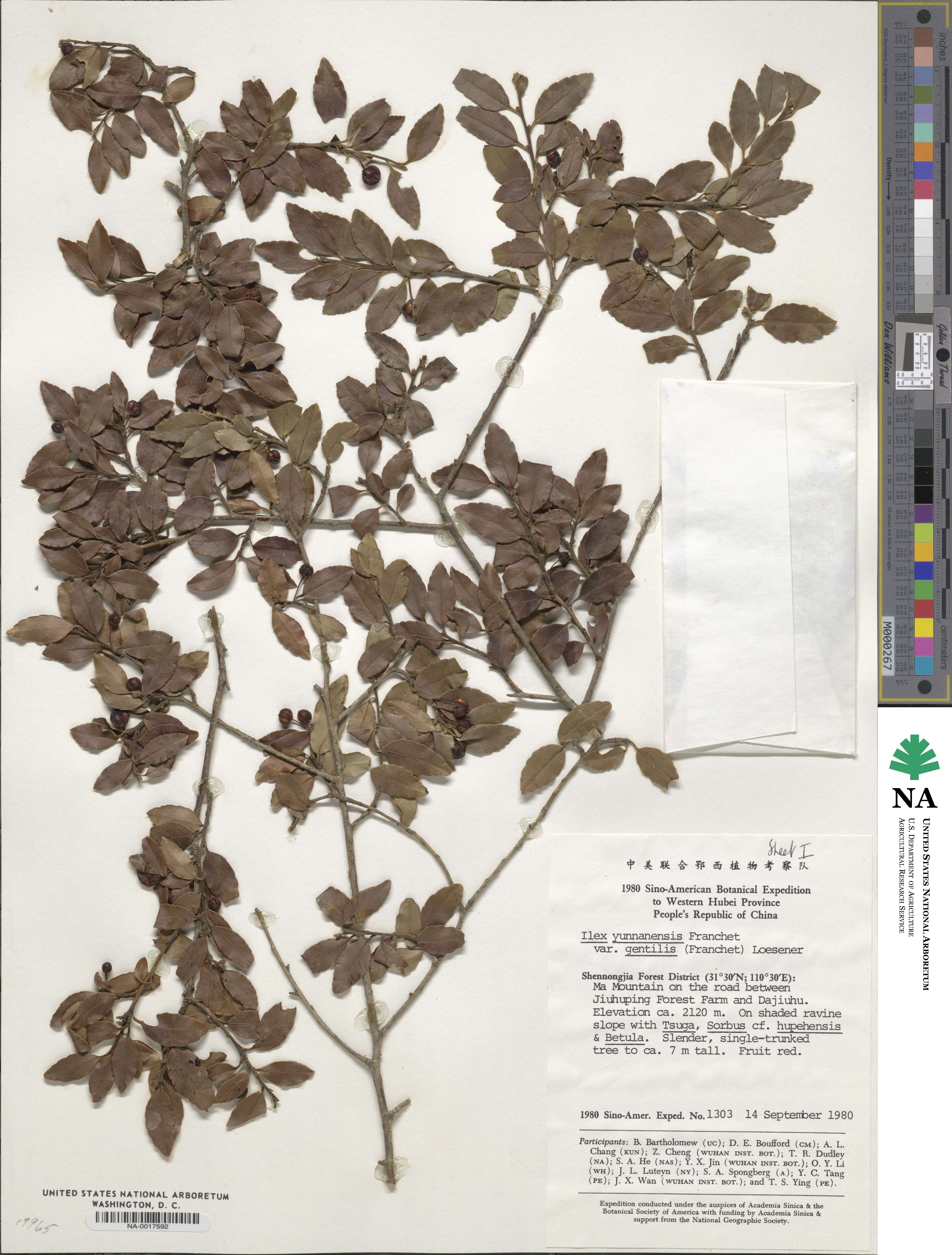 Ilex yunnanensis image