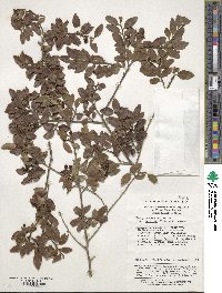 Ilex yunnanensis var. gentilis image