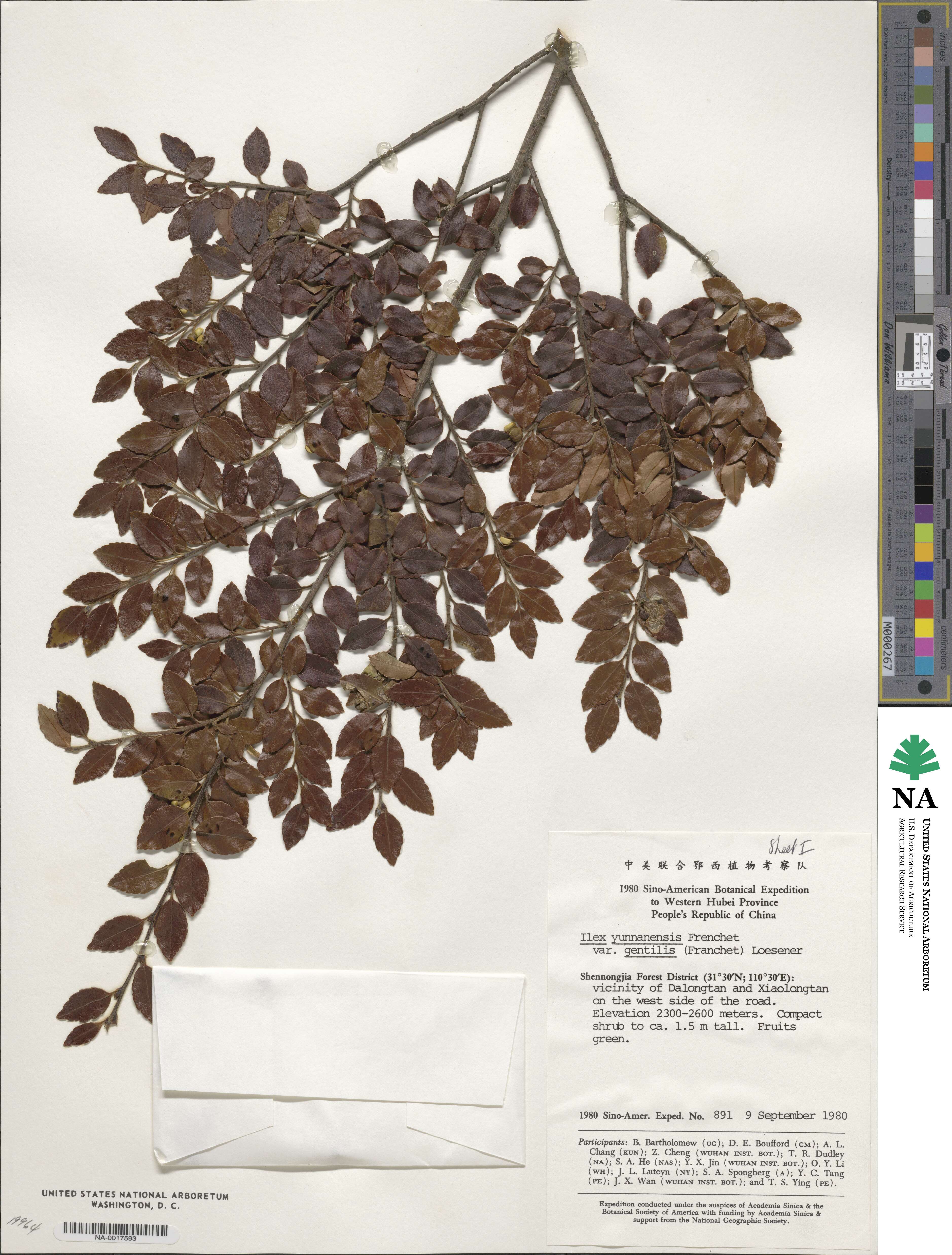 Ilex yunnanensis image