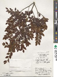 Ilex yunnanensis image