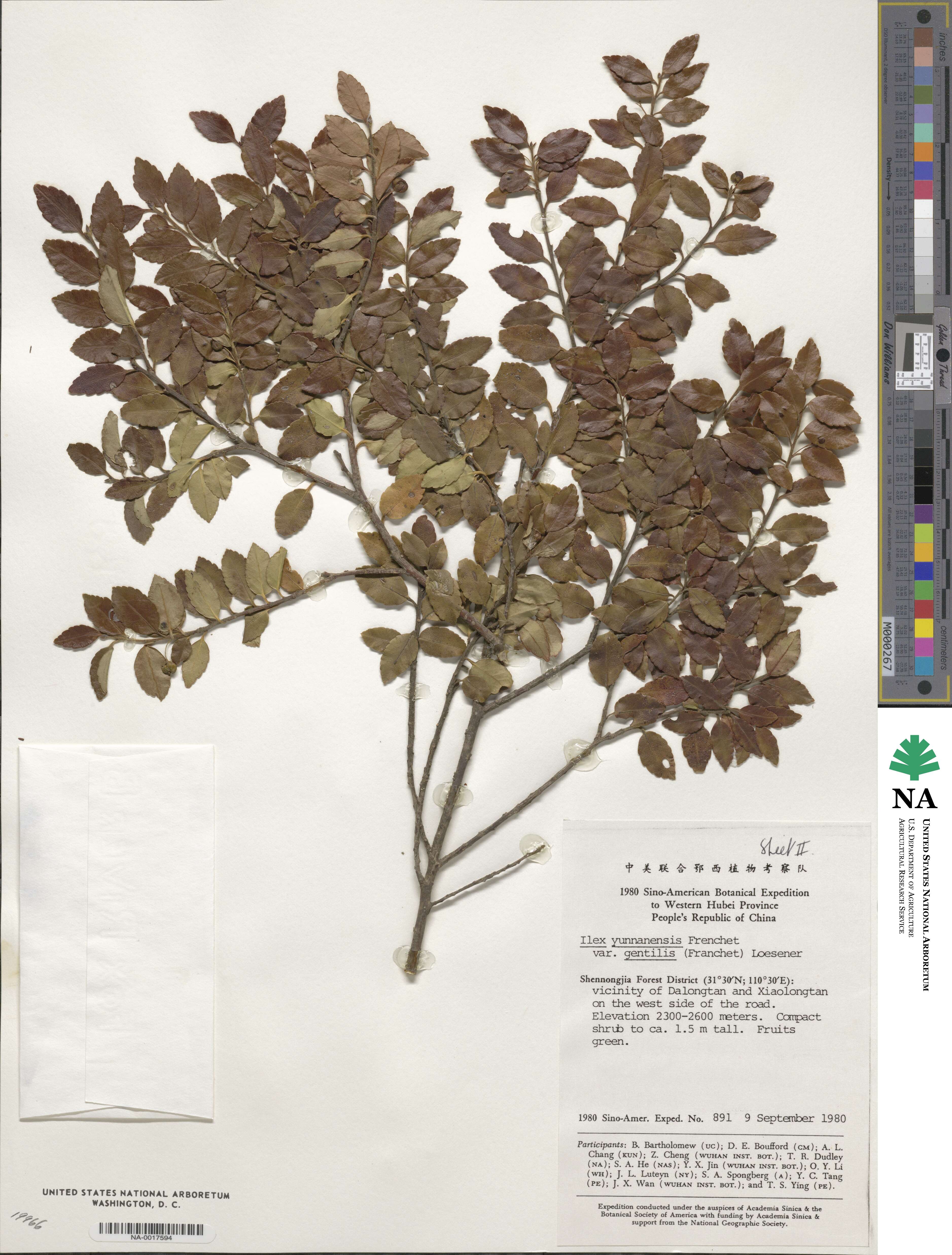 Ilex yunnanensis var. gentilis image