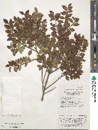 Ilex yunnanensis var. gentilis image