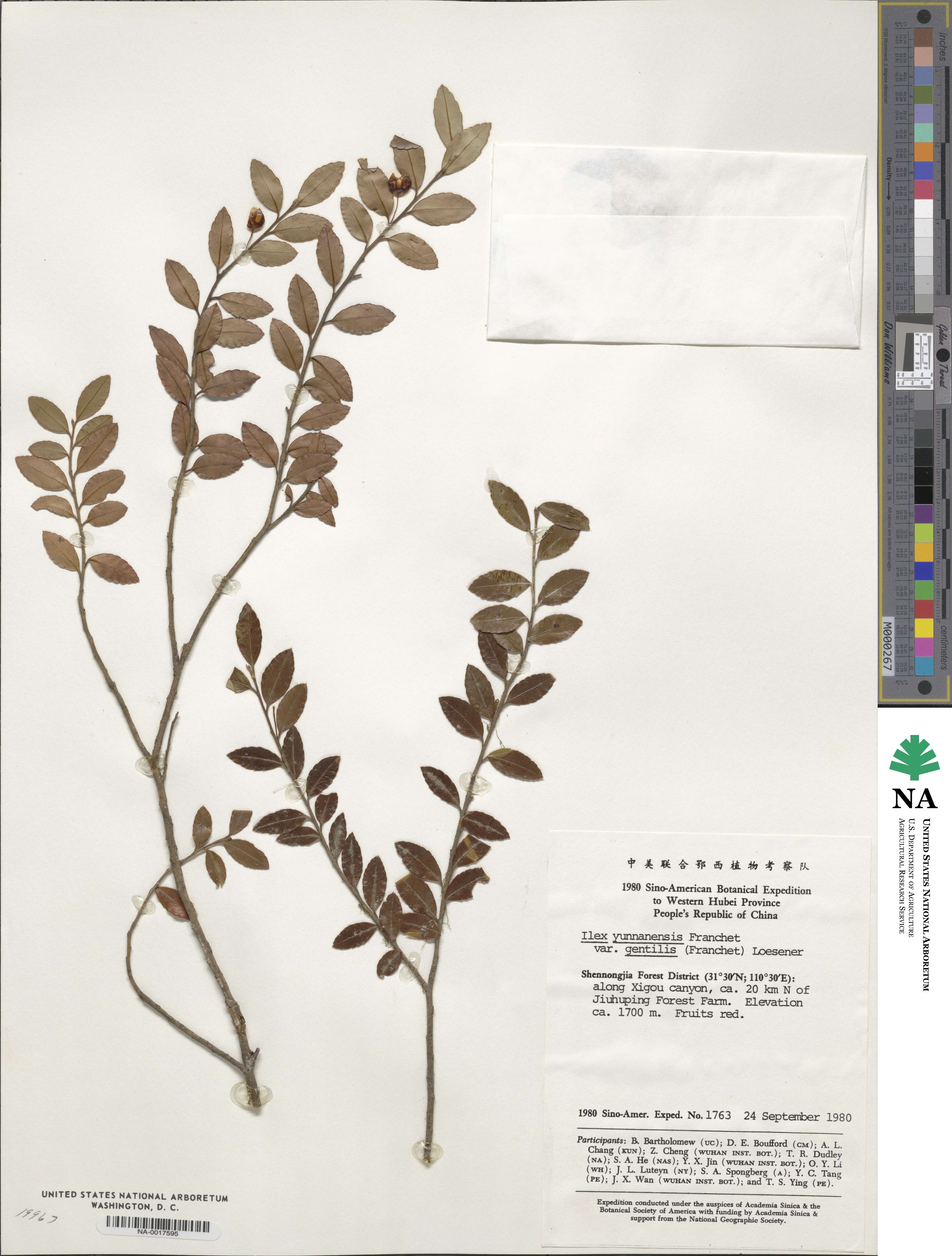 Ilex yunnanensis image