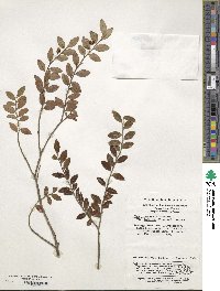 Ilex yunnanensis image