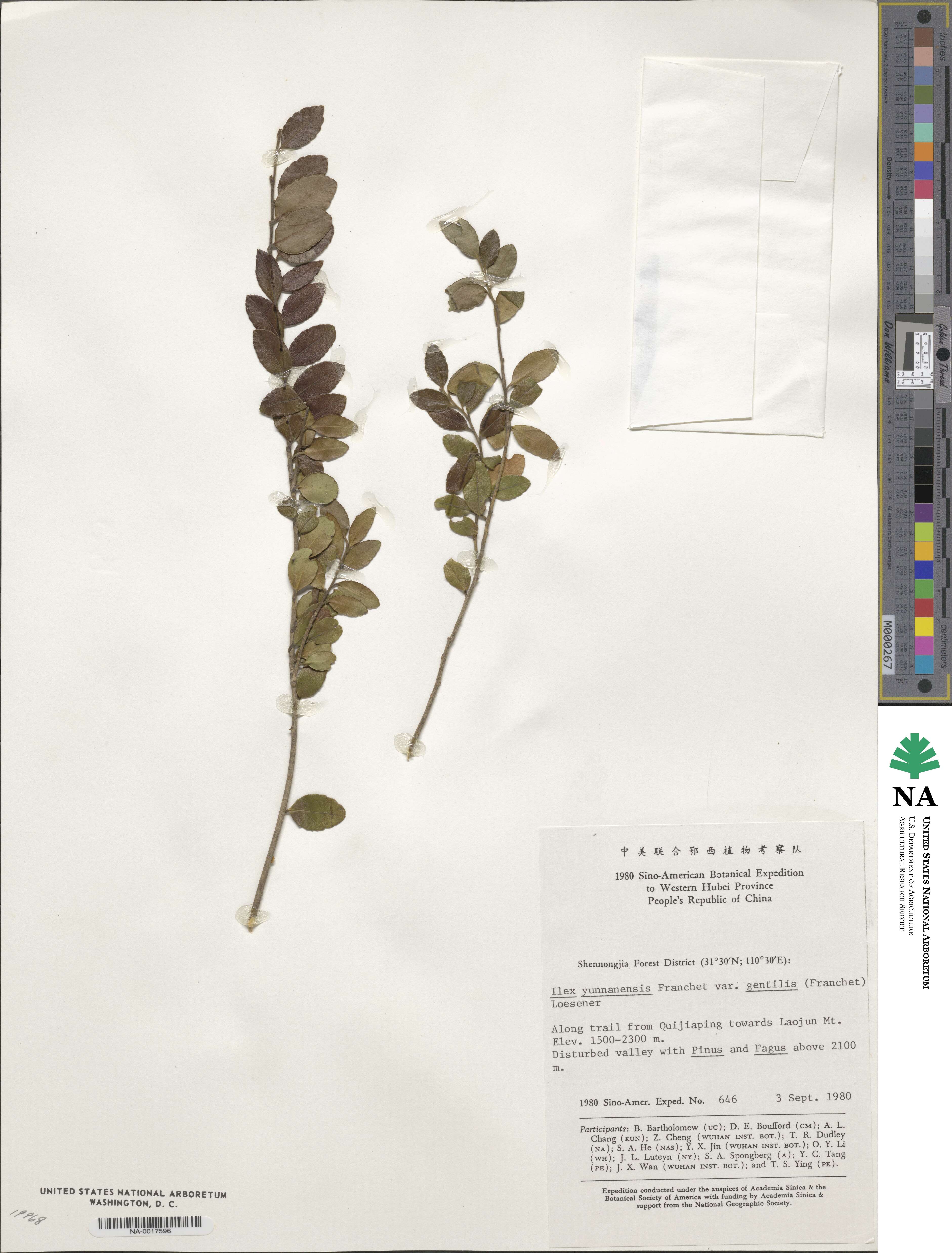 Ilex yunnanensis var. gentilis image