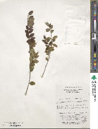 Ilex yunnanensis image