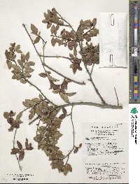 Ilex yunnanensis var. gentilis image