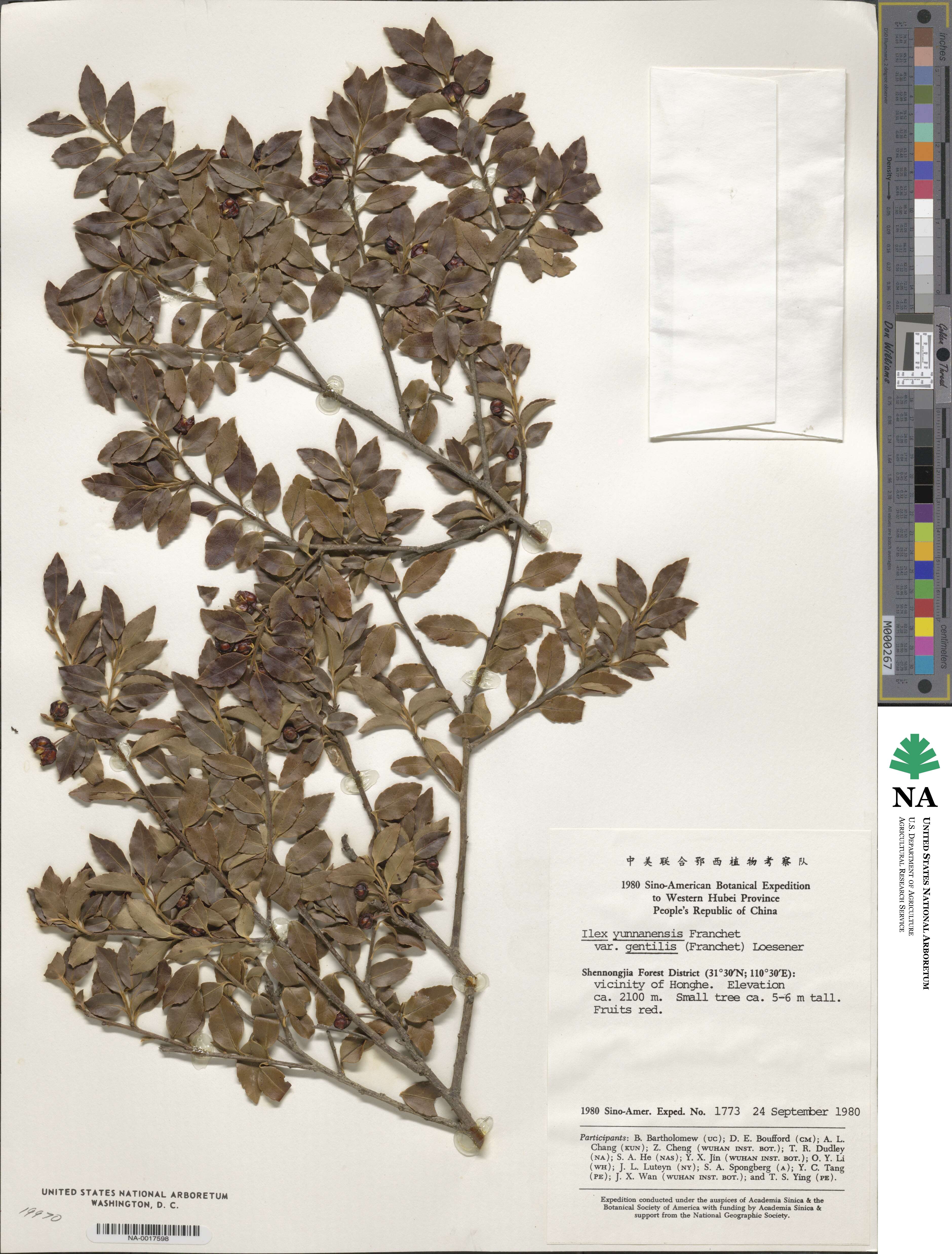 Ilex yunnanensis var. gentilis image