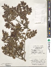 Ilex yunnanensis var. gentilis image