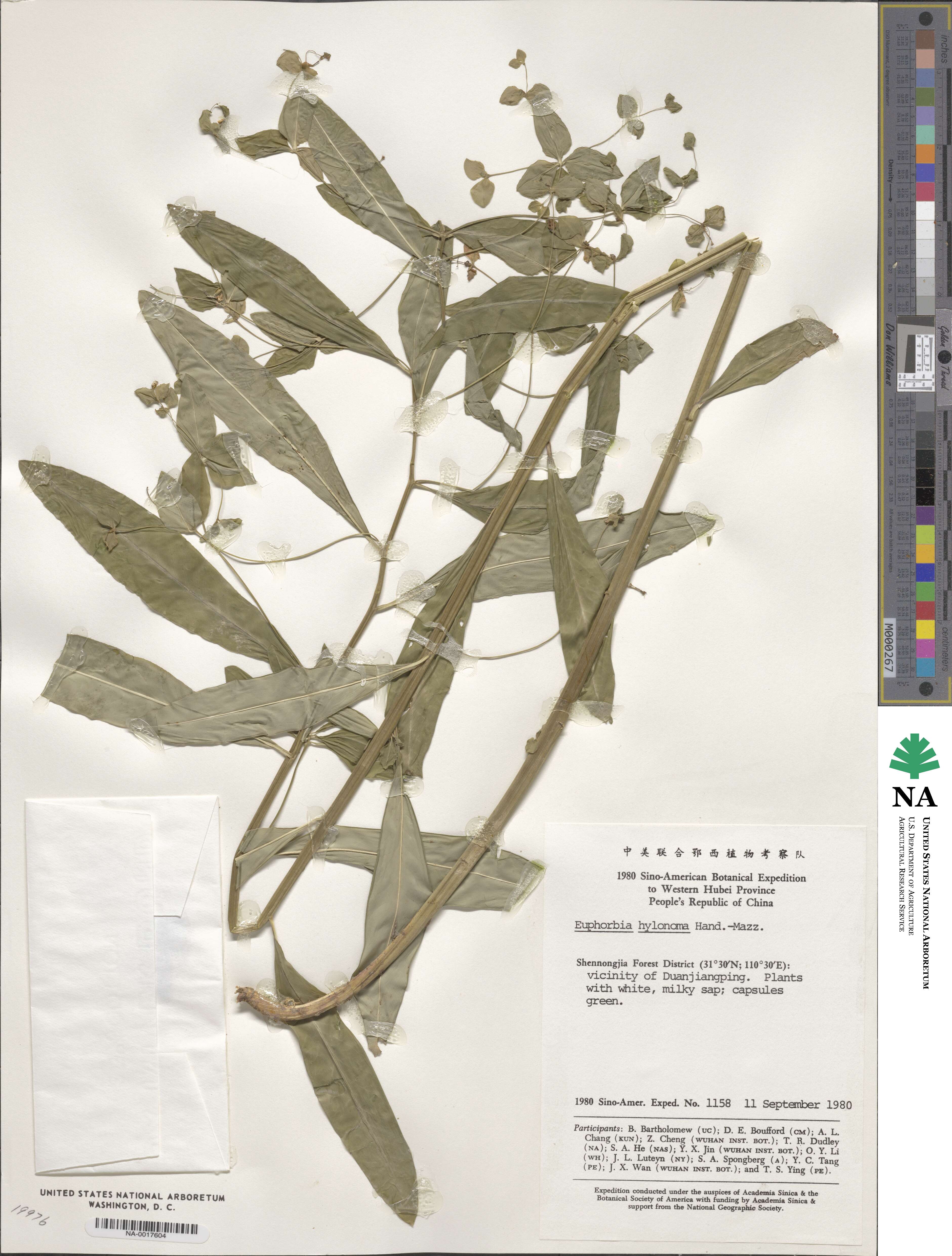 Euphorbia hylonoma image