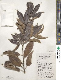 Ilex pedunculosa image