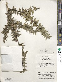 Ilex pernyi var. pernyi image