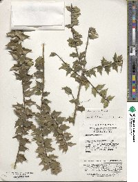 Ilex pernyi var. pernyi image